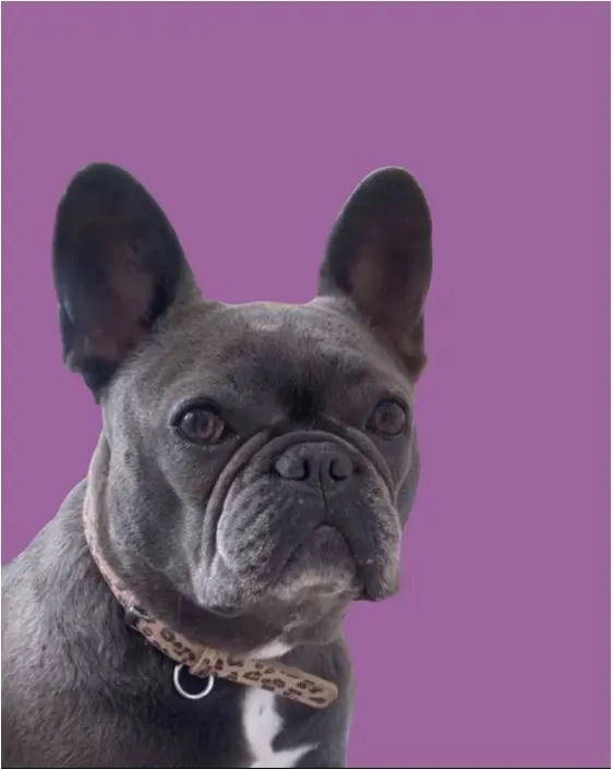 Dog Collar Models