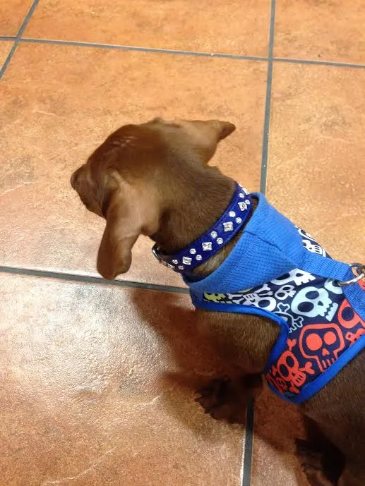 Dog Collar Models