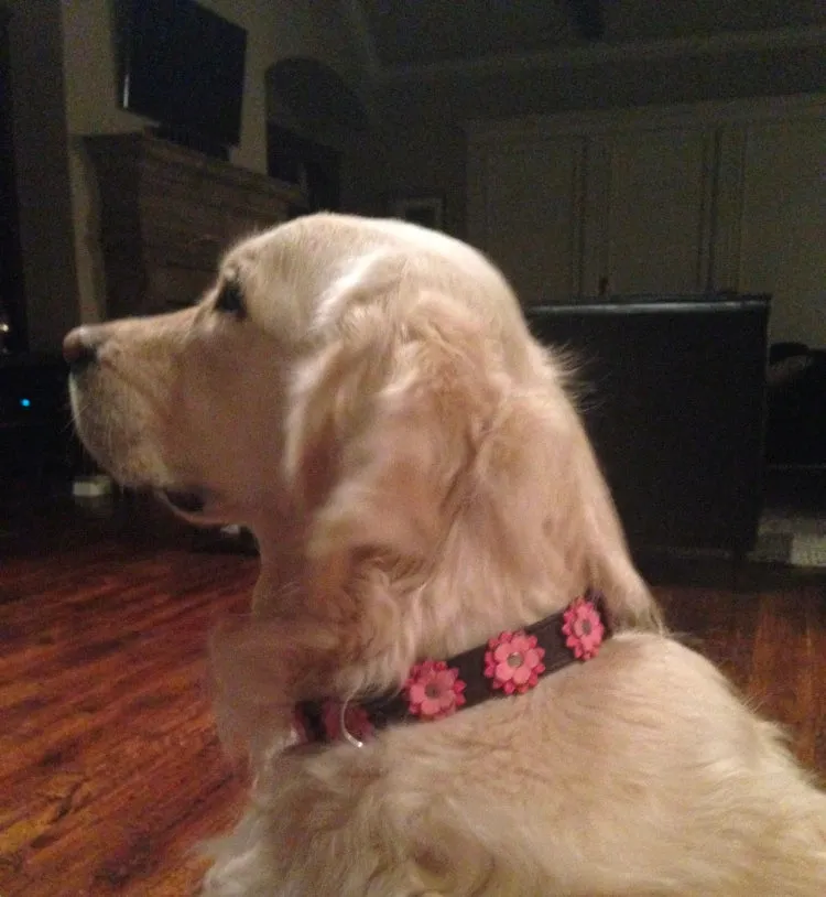 Dog Collar Models