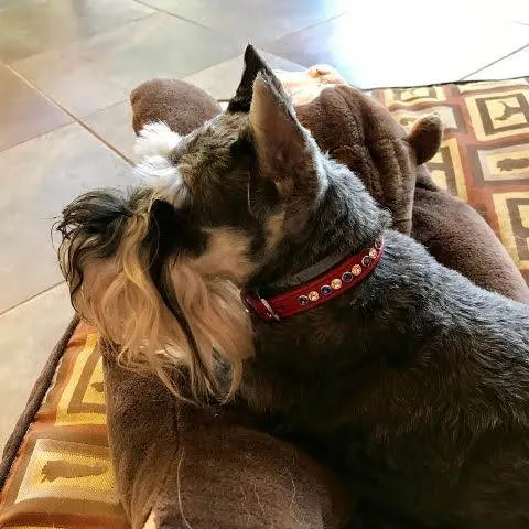 Dog Collar Models