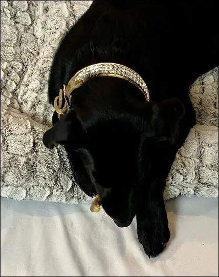 Dog Collar Models