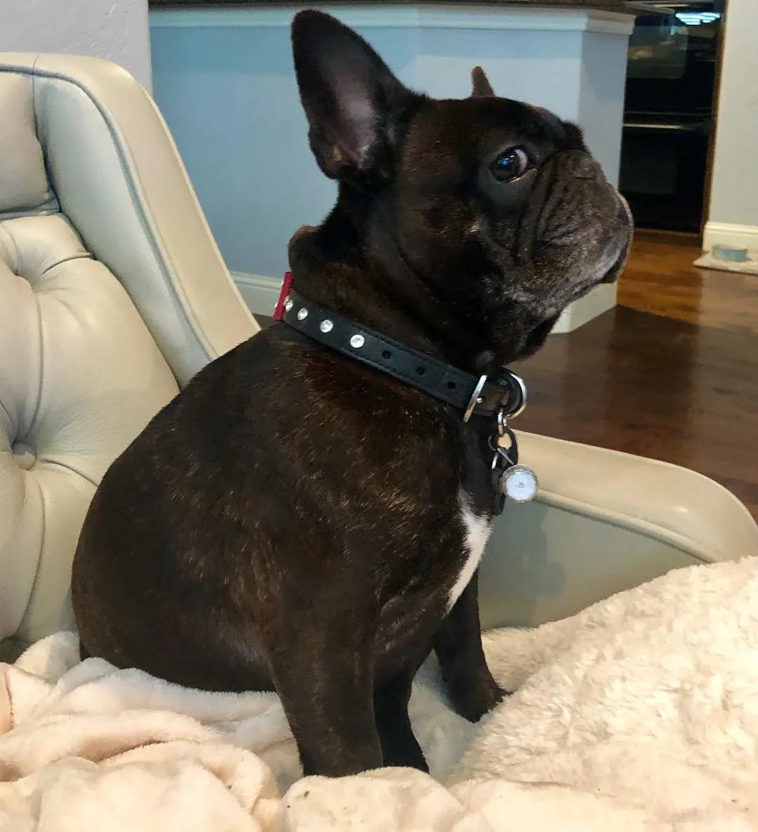 Dog Collar Models