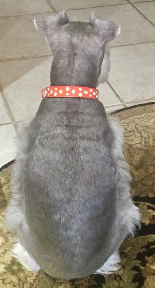 Dog Collar Models