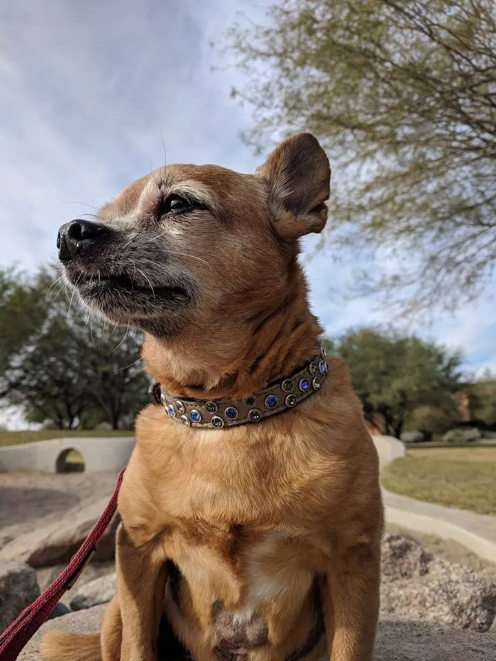 Dog Collar Models