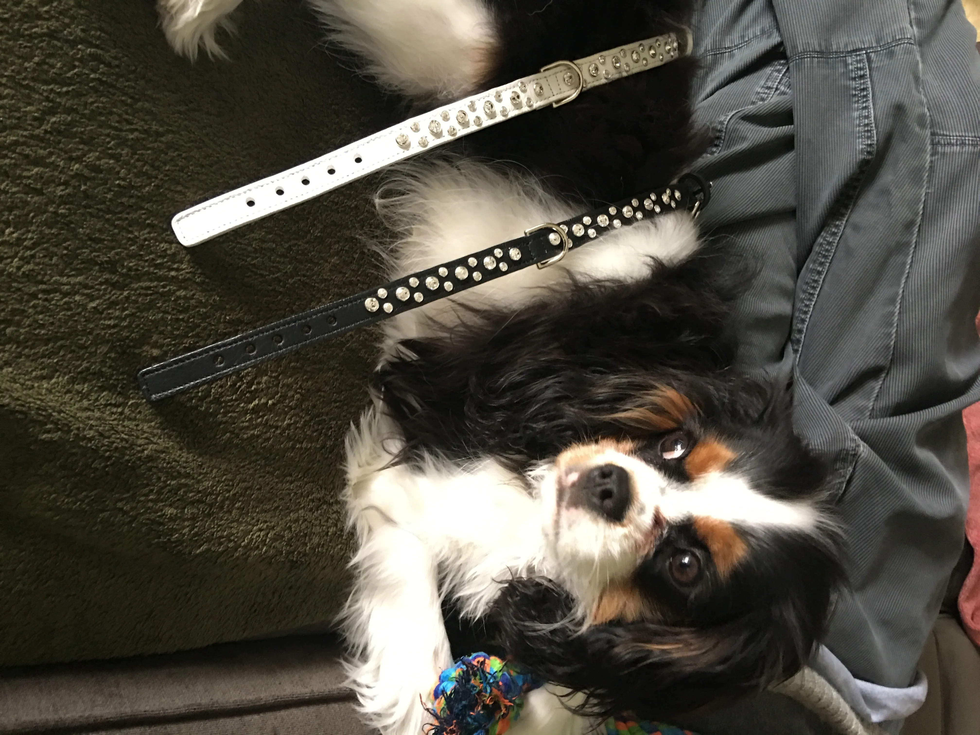 Dog Collar Models