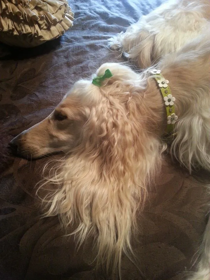 Dog Collar Models