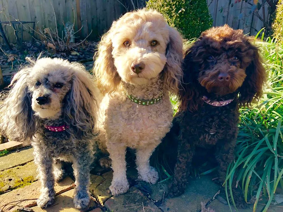 Dog Collar Models