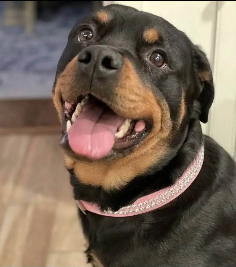 Dog Collar Models