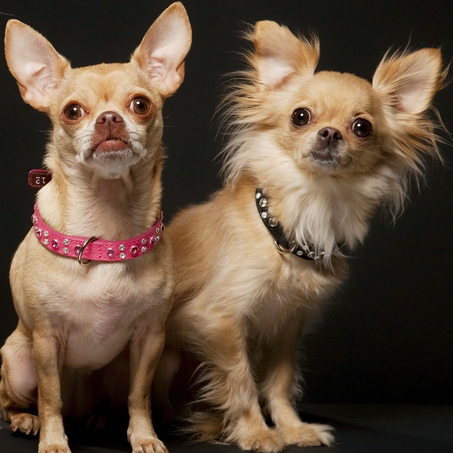 Dog Collar Models