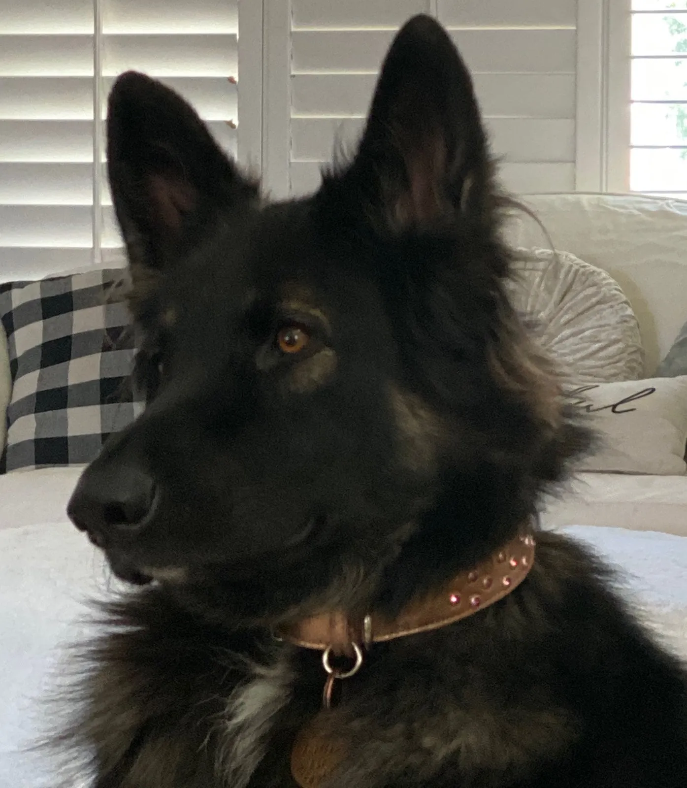 Dog Collar Models