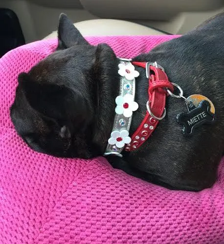 Dog Collar Models