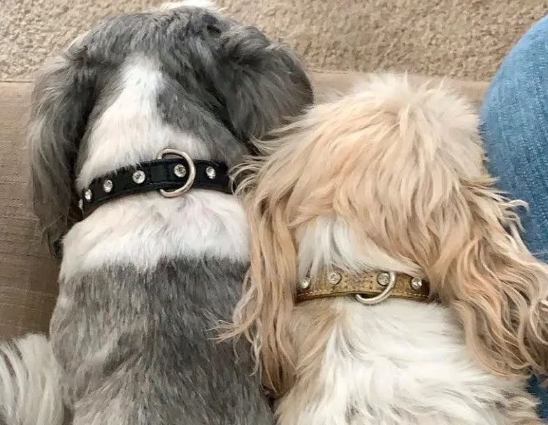 Dog Collar Models