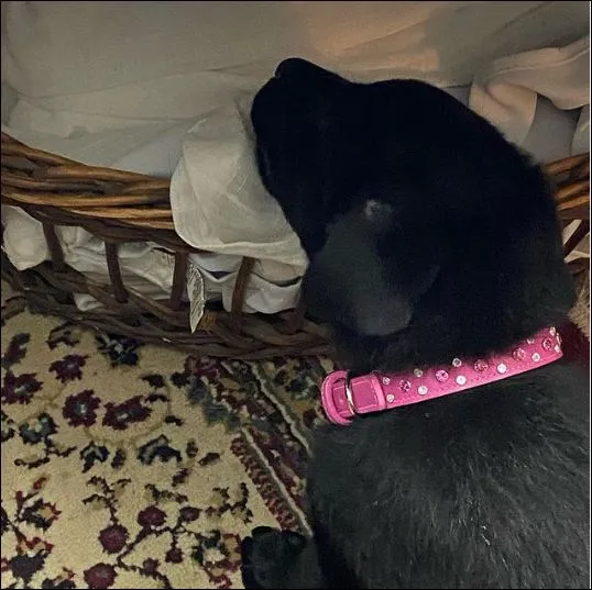 Dog Collar Models