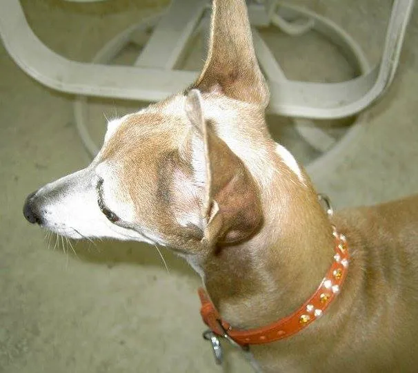 Dog Collar Models