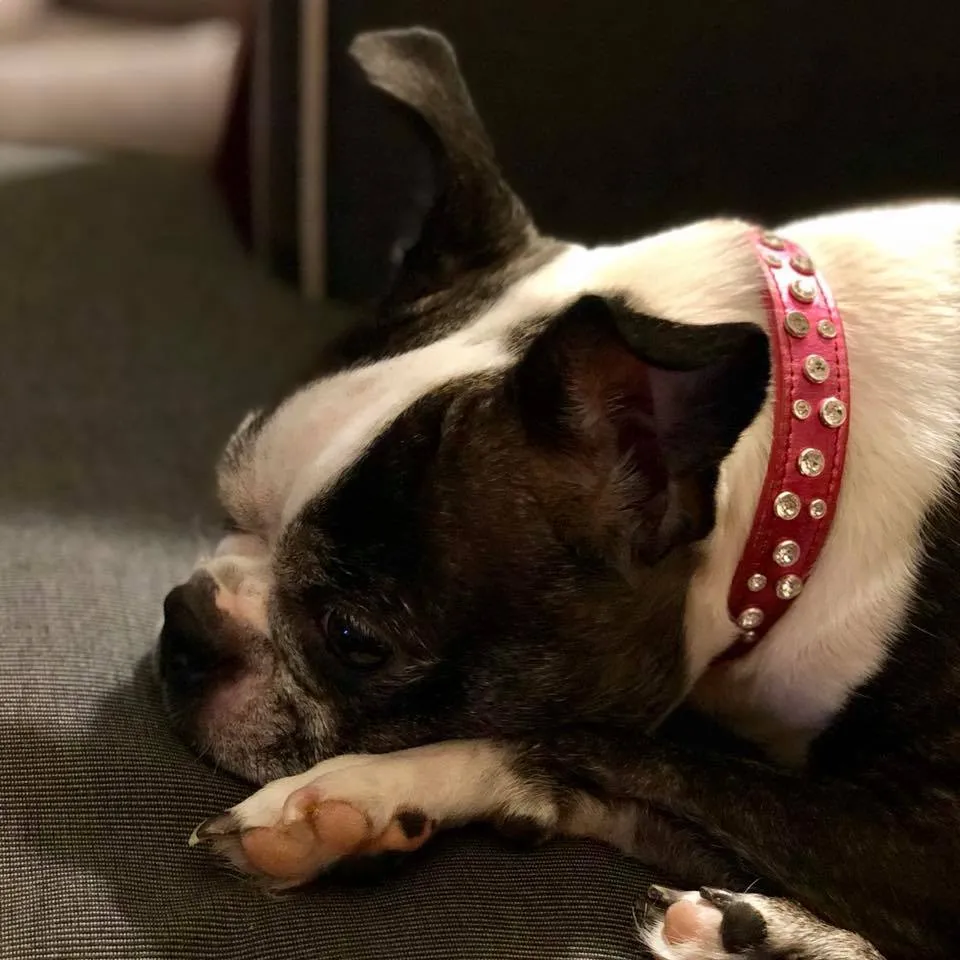 Dog Collar Models