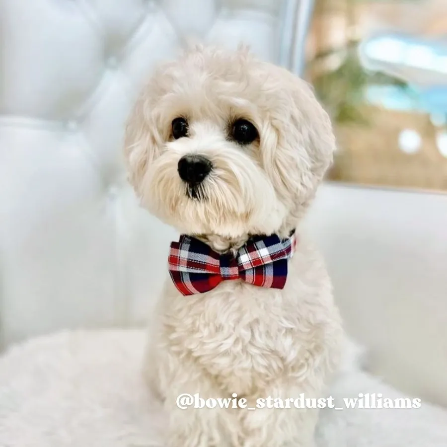 Red Plaid Bowtie Unbreakable Collar™ & Leash Set